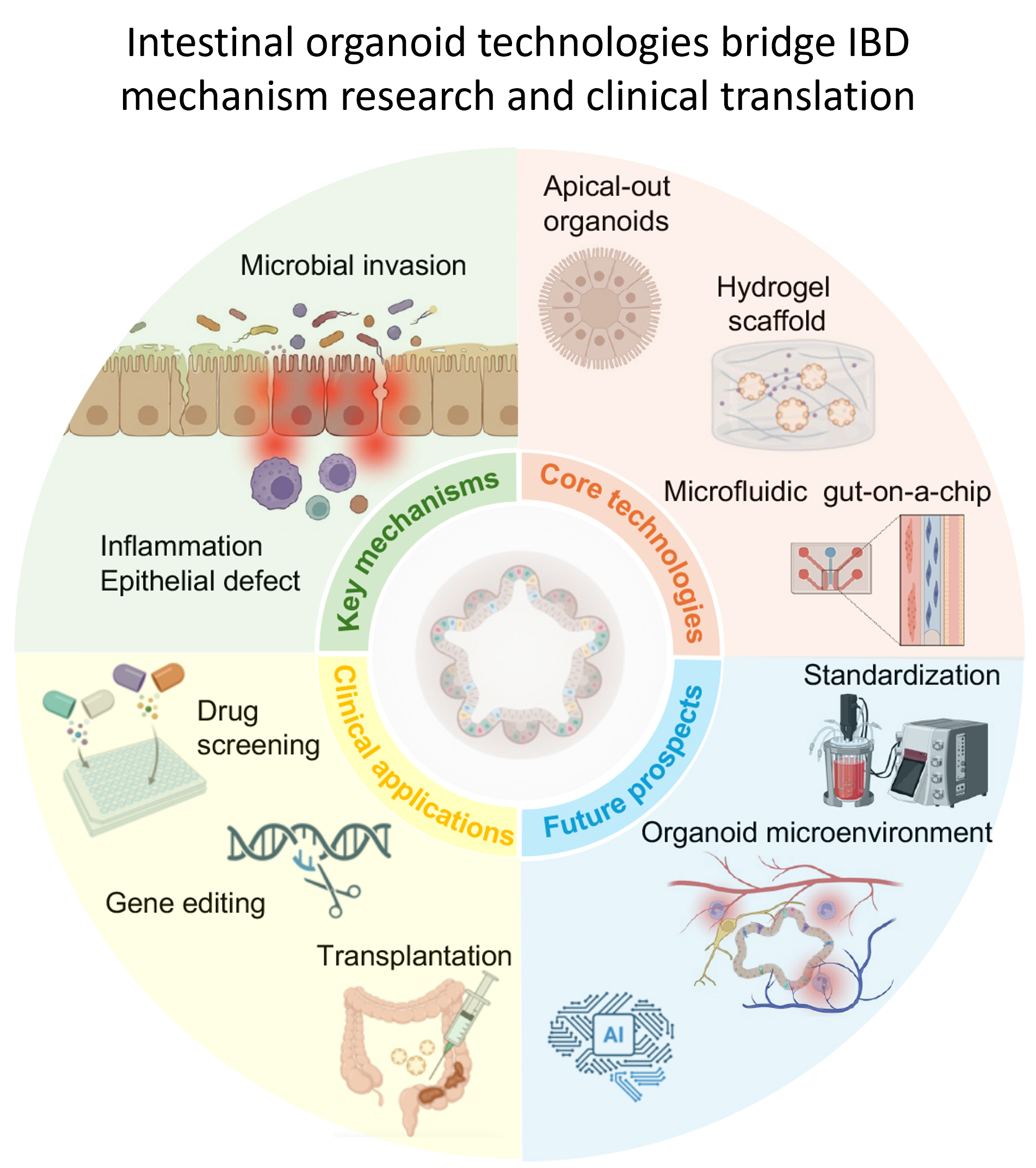 Intestinal organoids: Reshaping the paradigm of inflammatory bowel ...